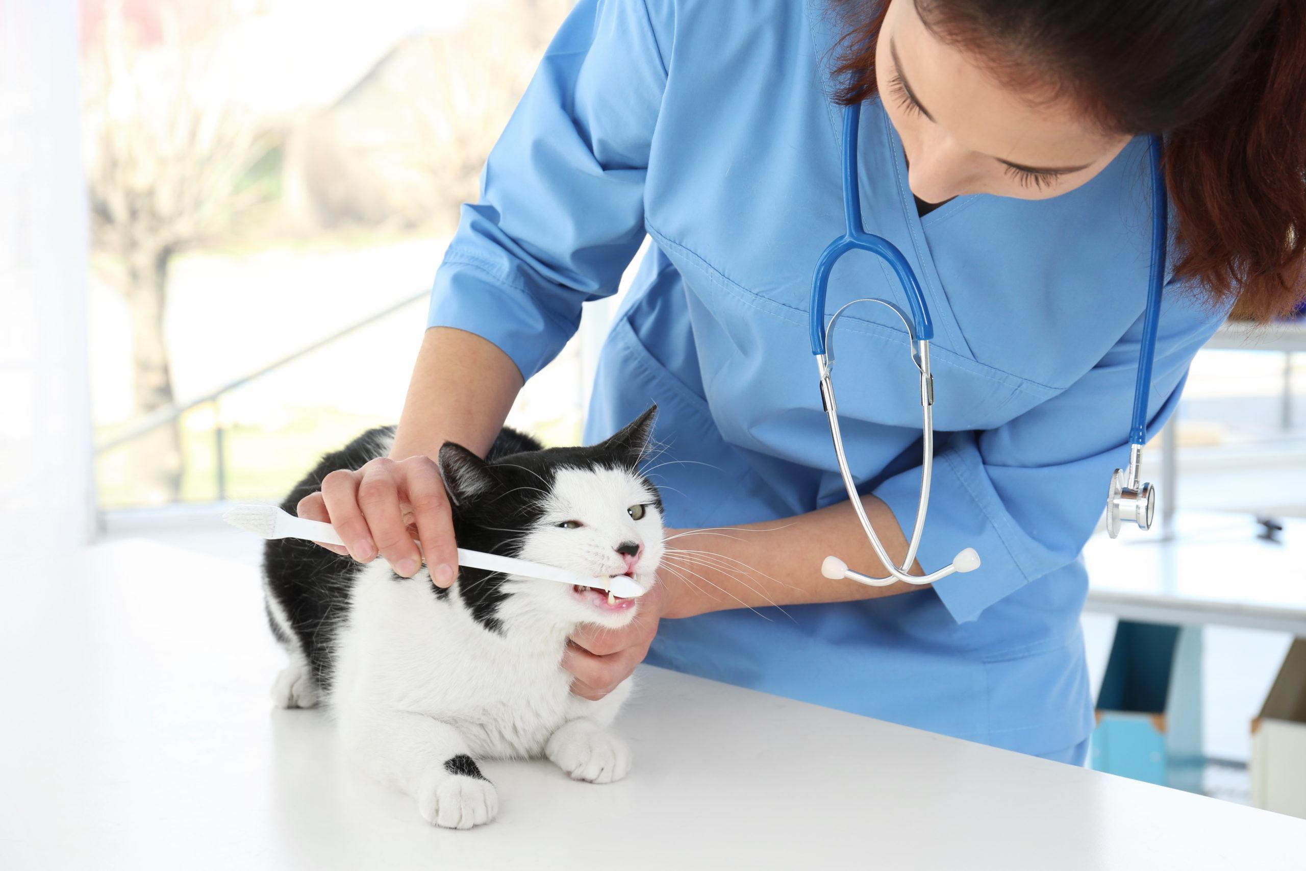 Read more about the article Know the Importance of Dental Services for Cats