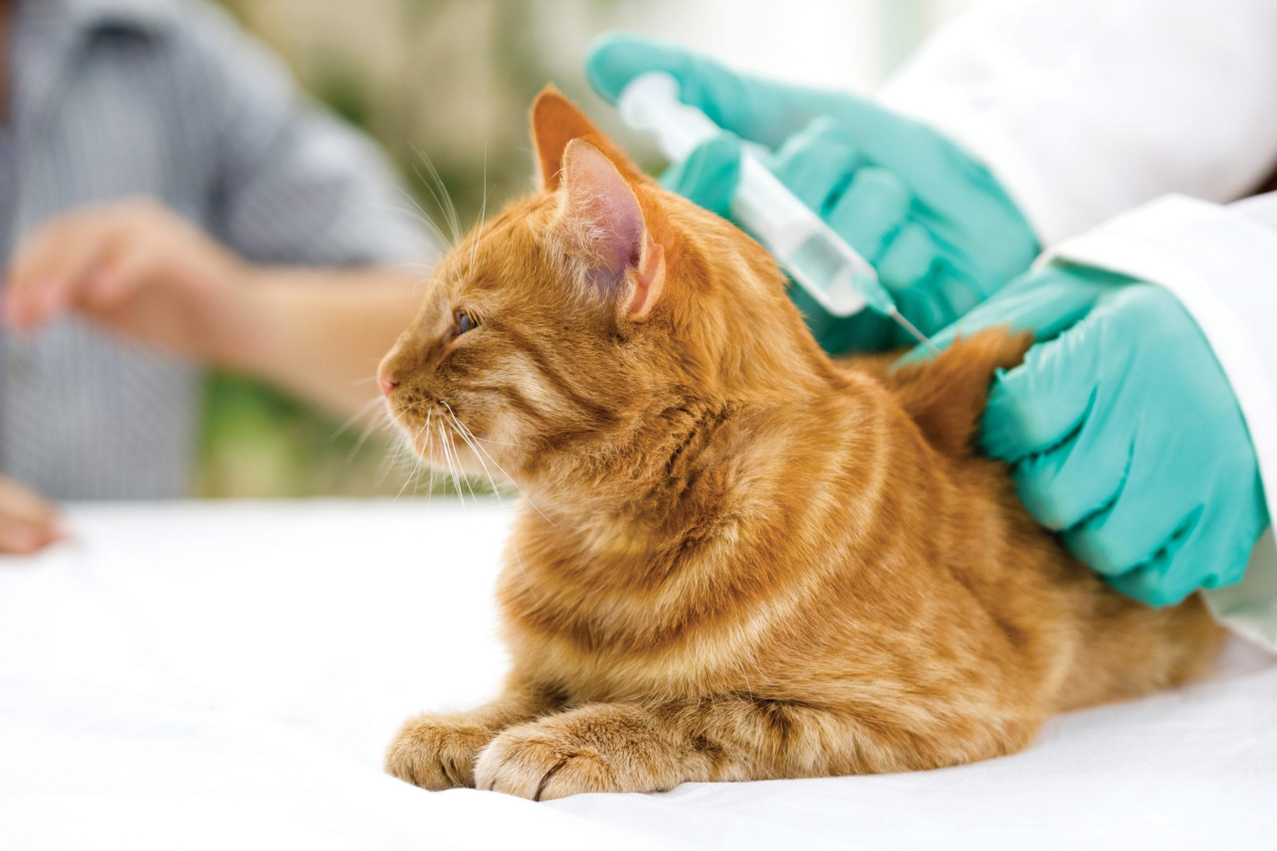 Read more about the article Understand the Importance of Vaccines to Keep Cats Healthy