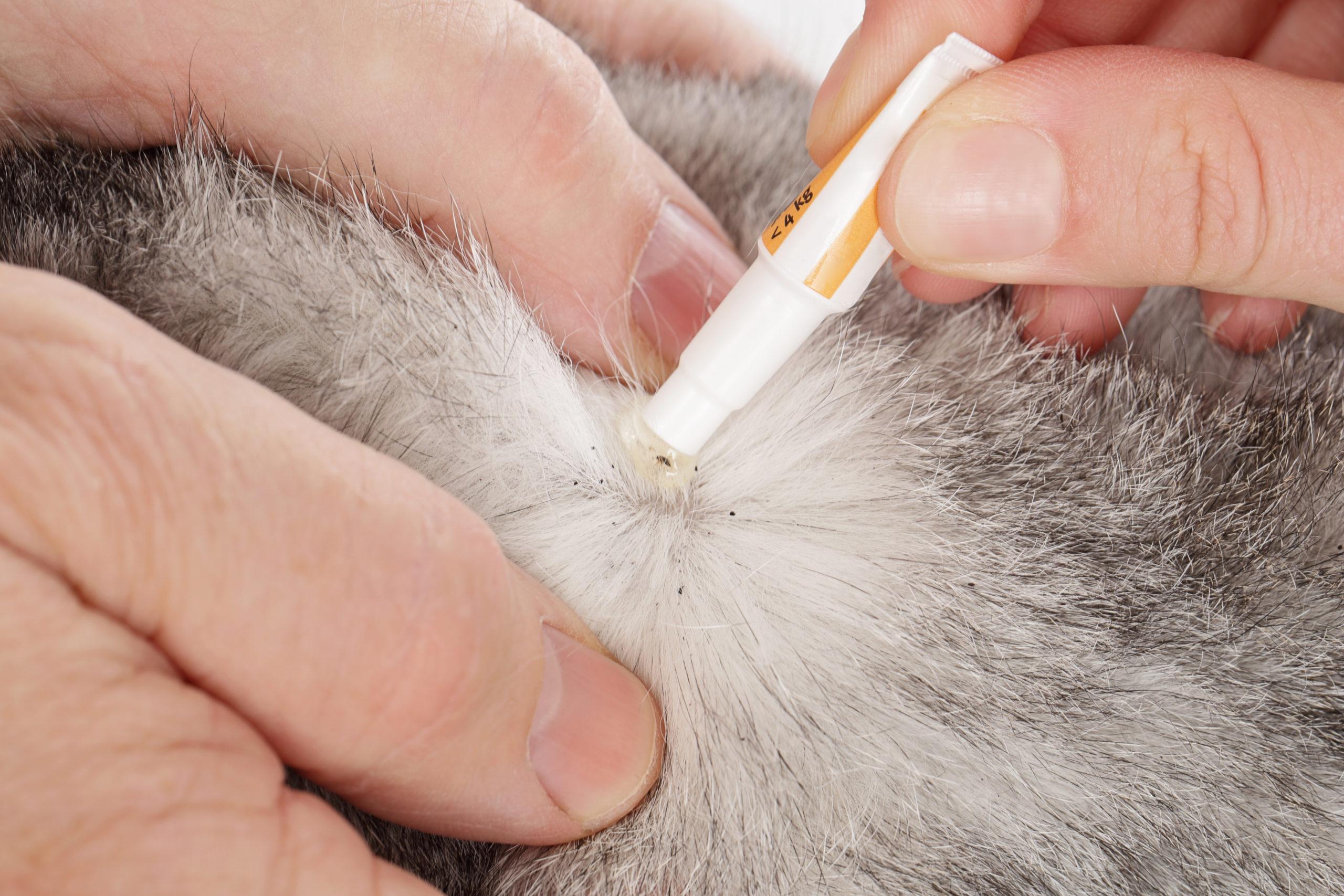 Read more about the article Getting Rid of Fleas on Your Cat Quickly