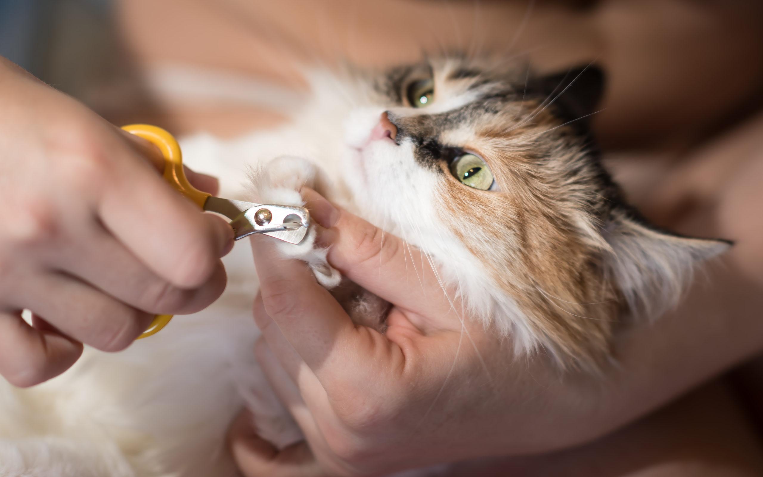 Read more about the article Importance of Grooming for Your Cat