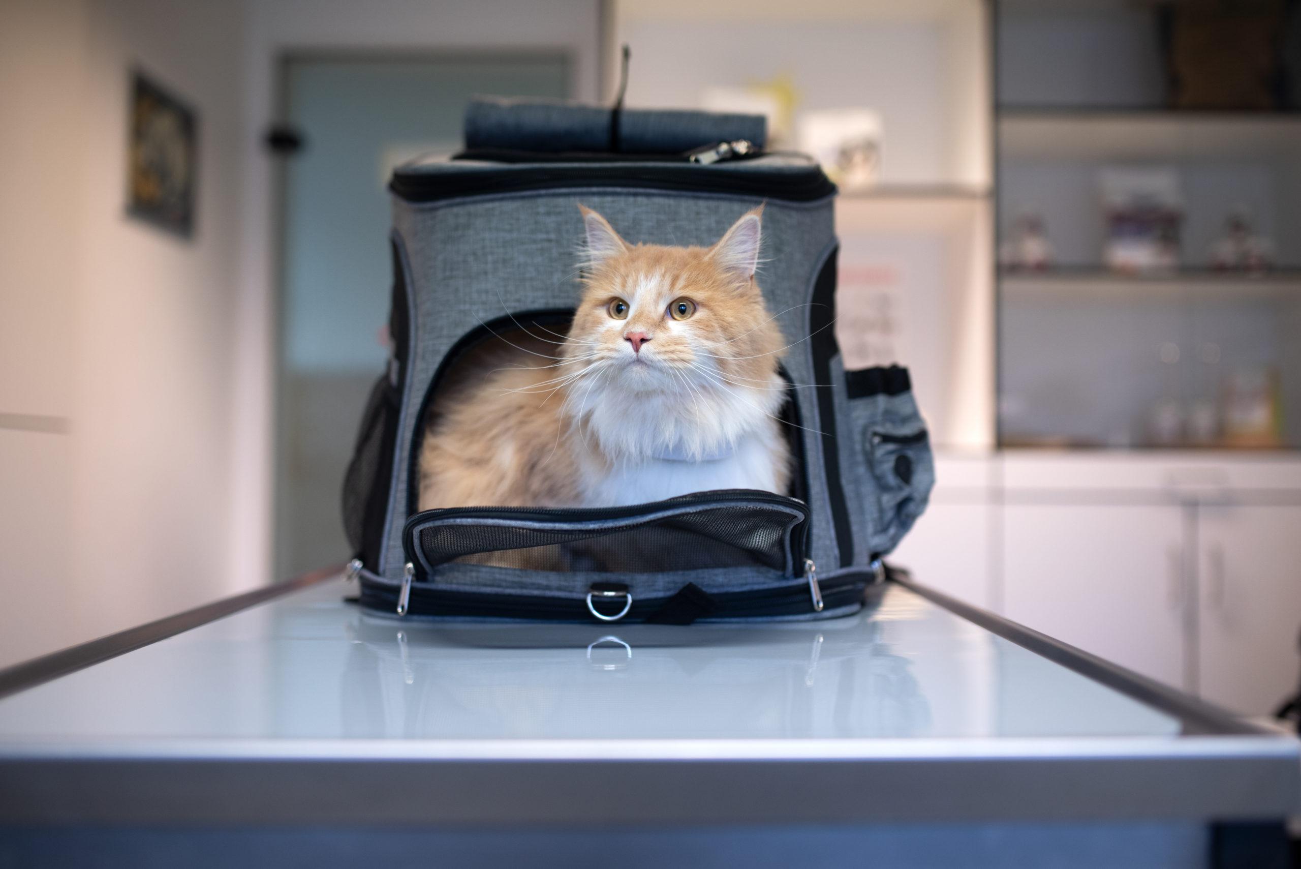 Read more about the article Learn More About Cat Boarding for Your Precious Pets