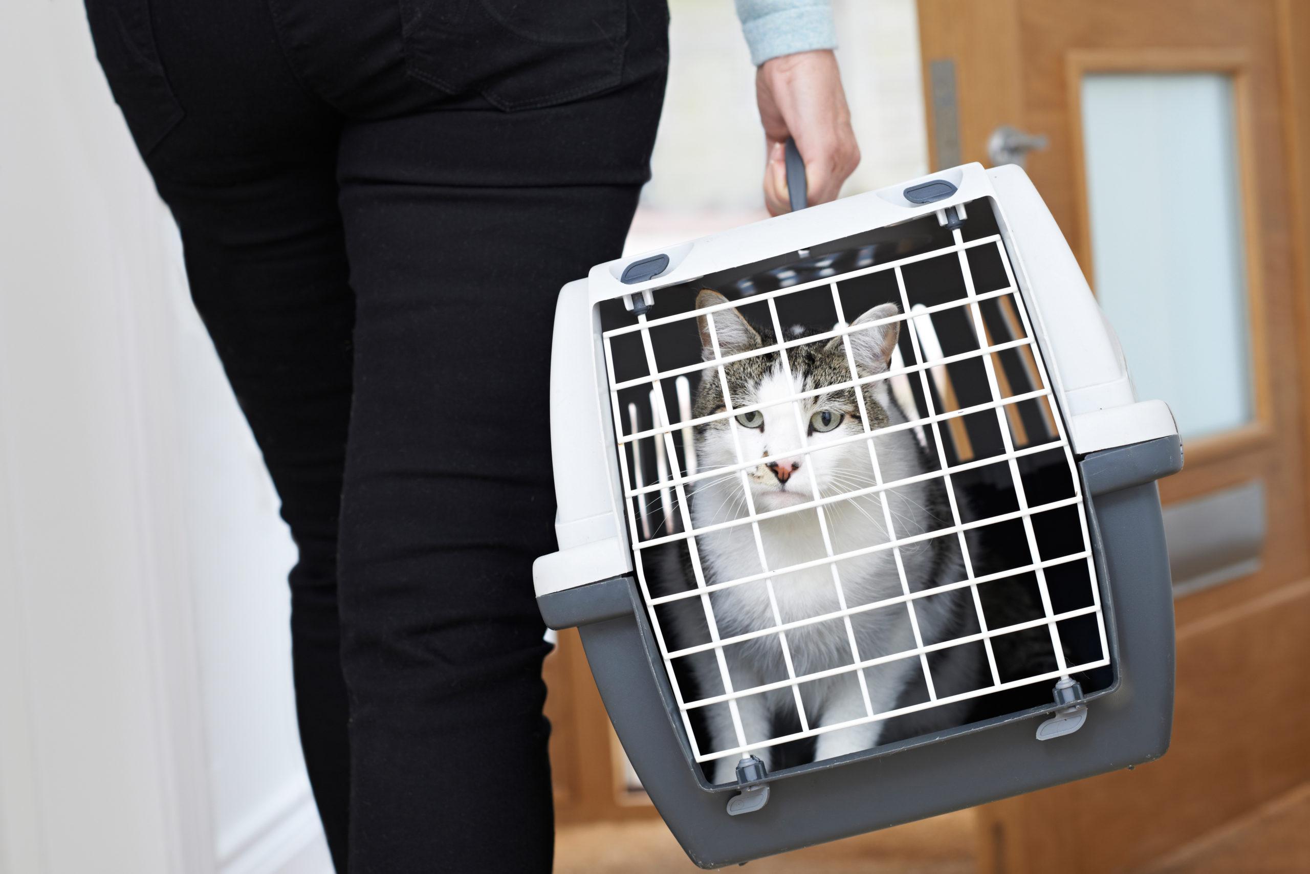 Read more about the article Finding the Right Cat Carrier for Your Pet