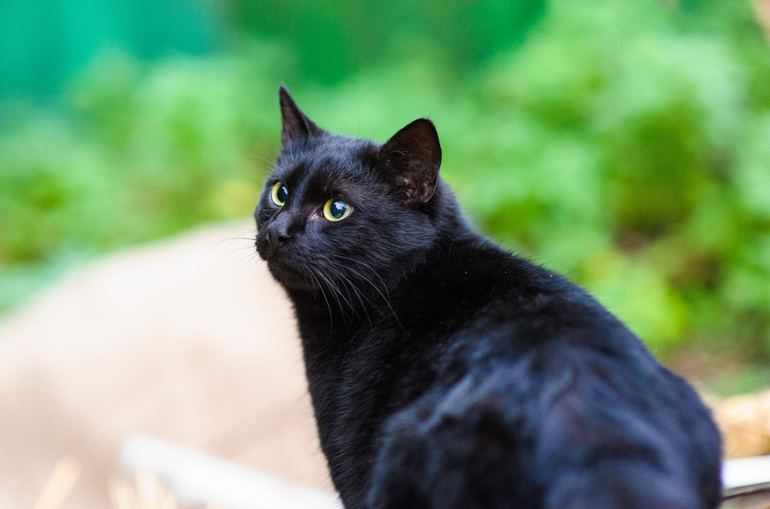 Read more about the article Black Cat Awareness Month