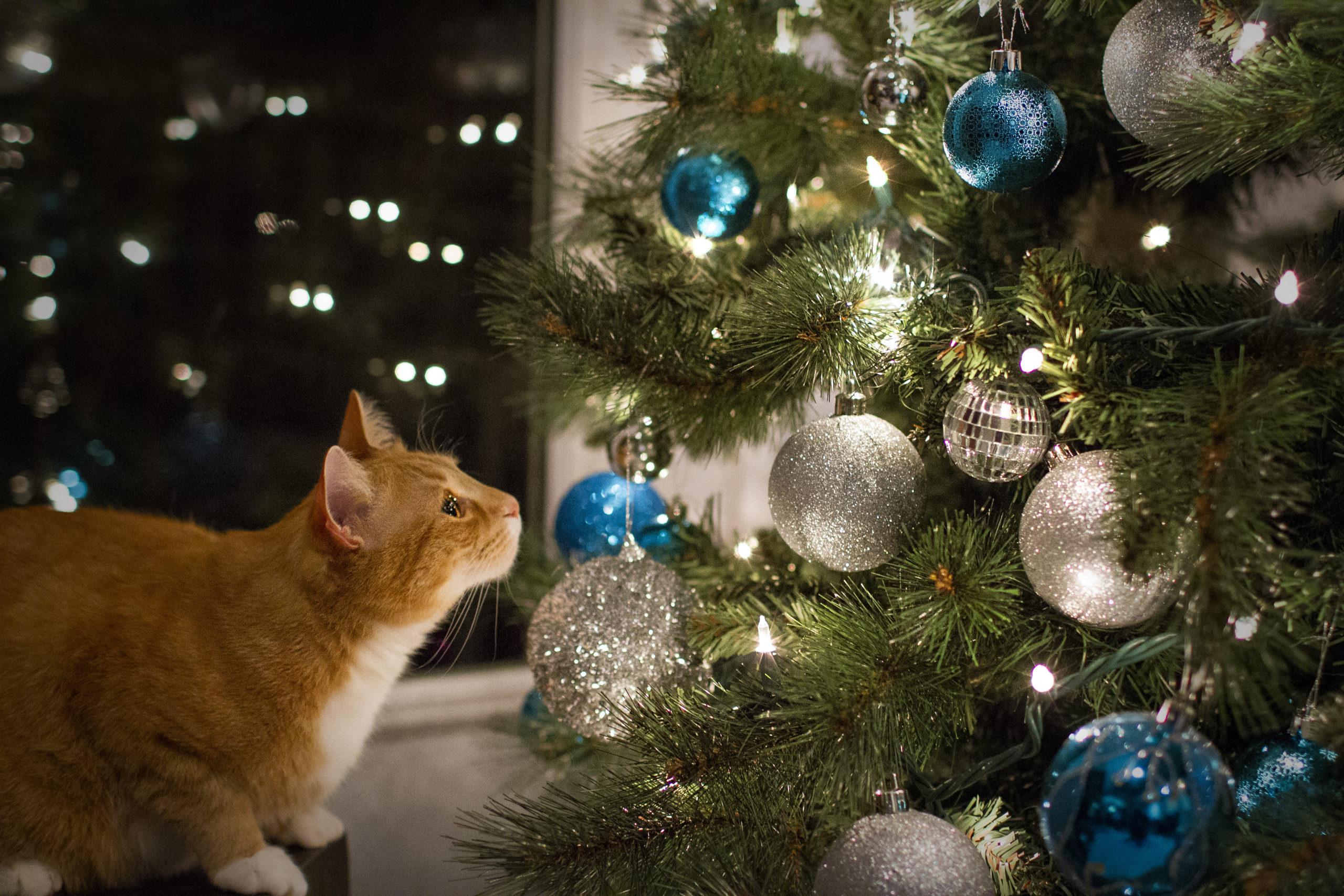 Read more about the article Holiday Decorations Bring Cats Problems