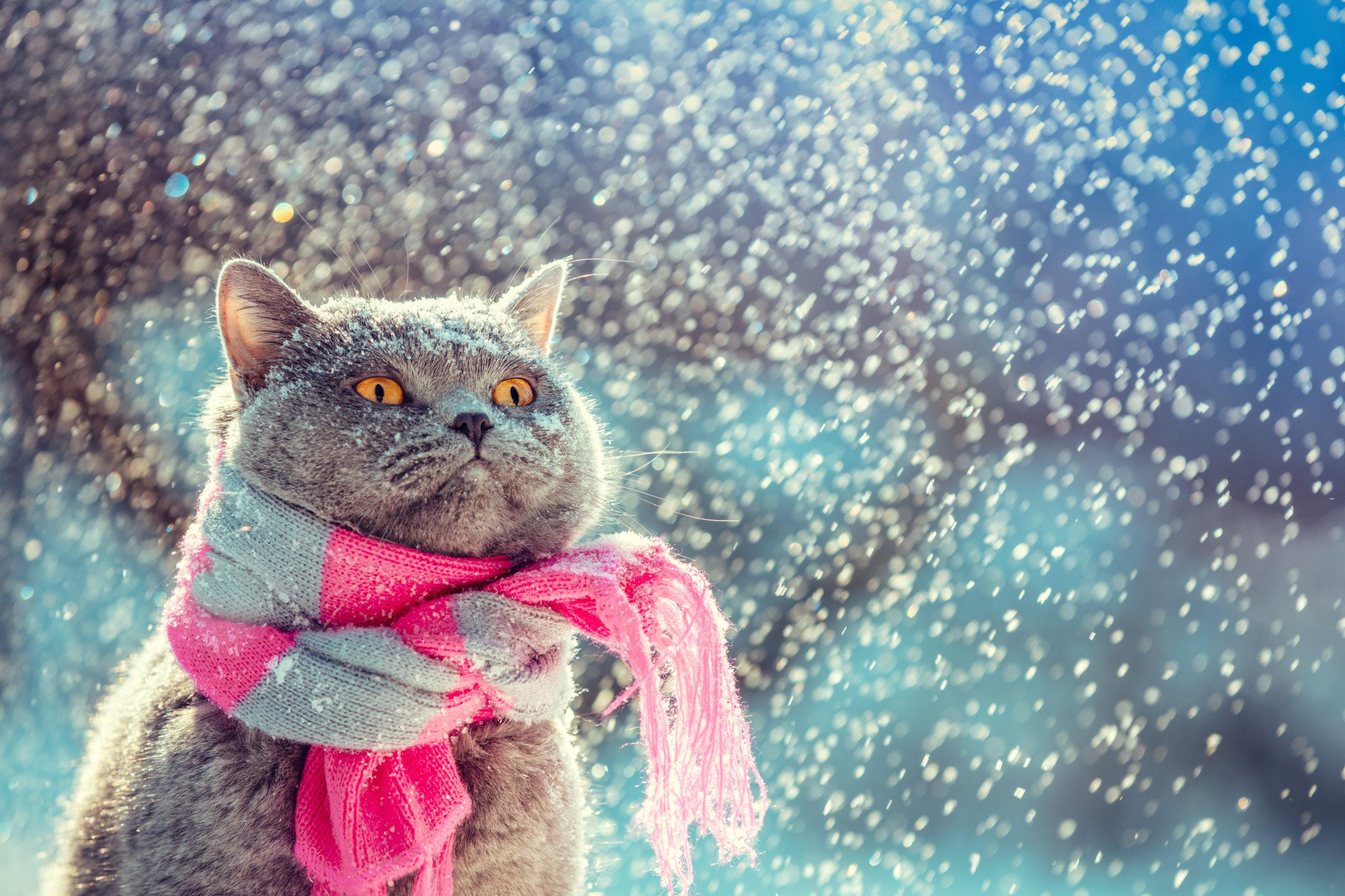 Read more about the article Watch for Winter Cat Concerns