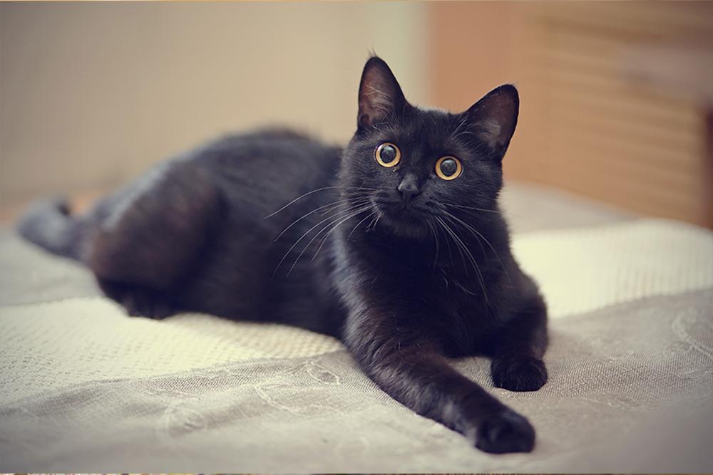 Read more about the article August 17 is National Black Cat Appreciation Day
