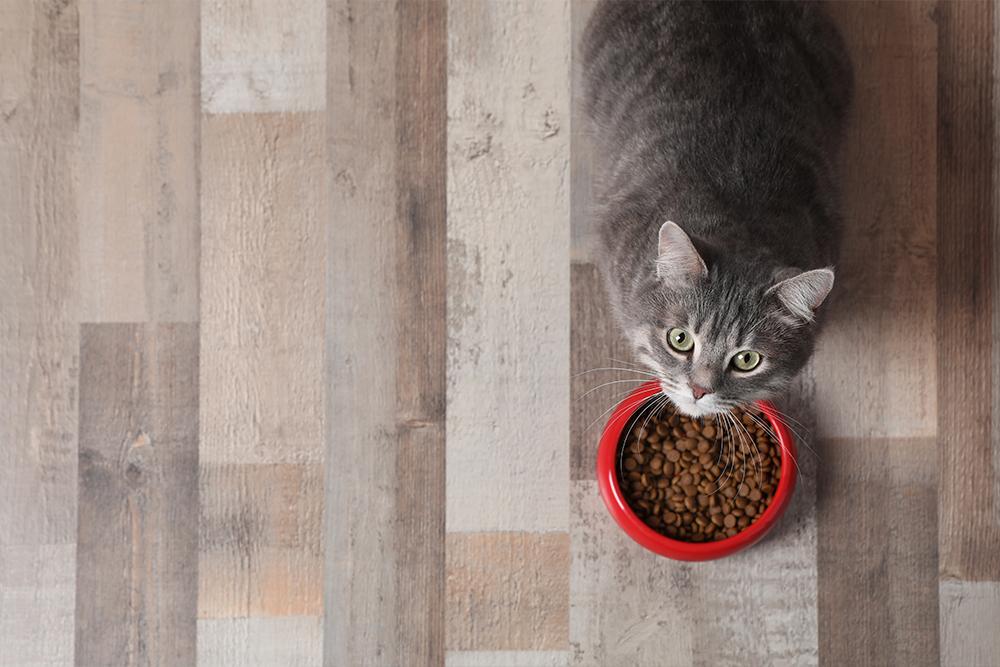 Read more about the article Dry Versus Wet Cat Food