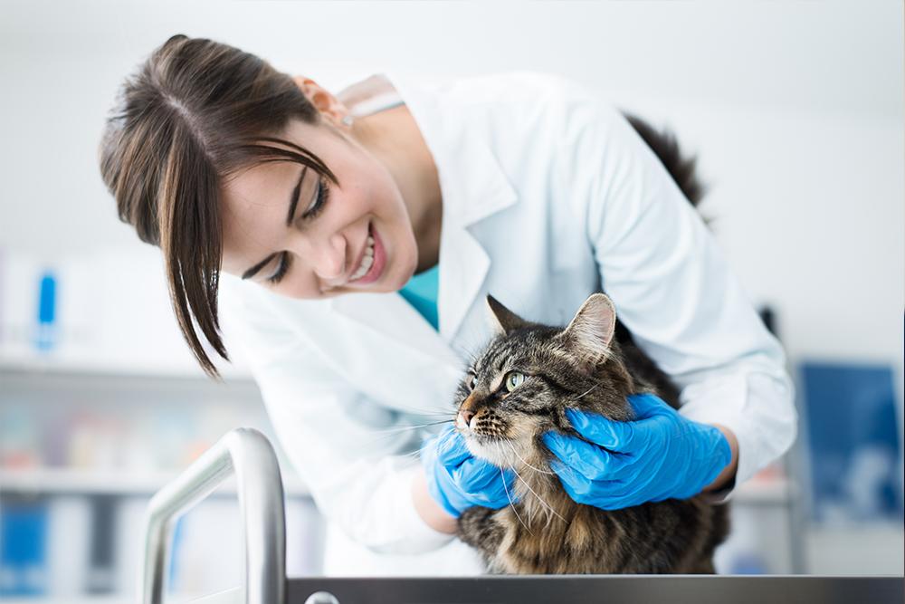 Read more about the article Regular Vet Appointments Are Important