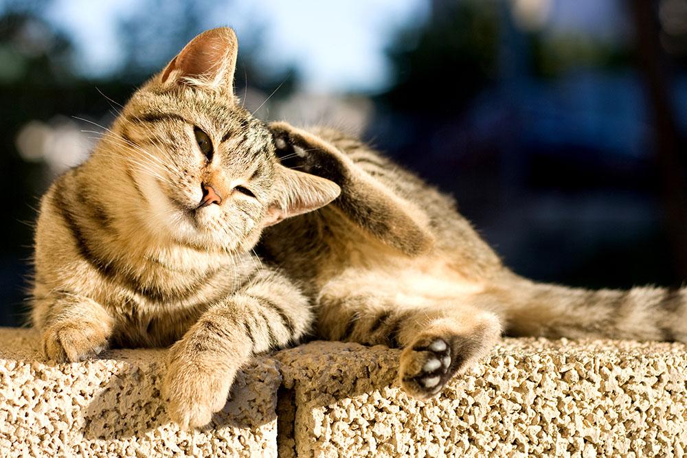 Read more about the article My Cat is Scratching Its Ears. Now What?