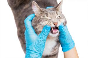 What Are the Symptoms to Know My Cat Needs Dental Work