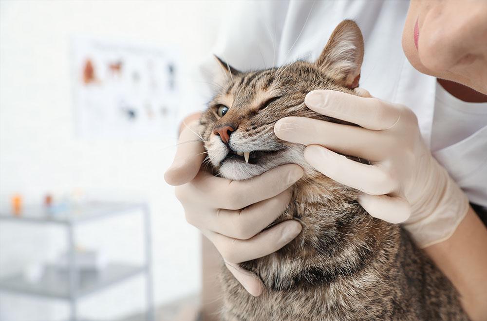 Q2B6 Dental Exams and Cleanings for Cats