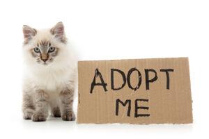 Q3B7 - Cat Adoption BlogMR7