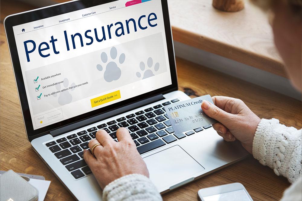 Read more about the article Is Pet Insurance Affordable?