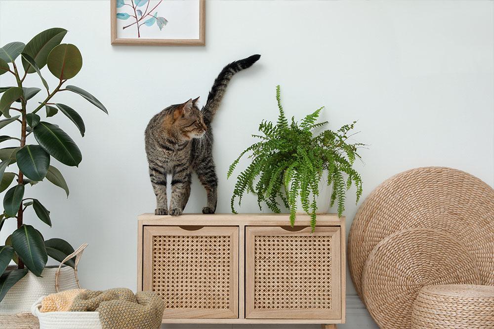 Read more about the article How to Help an Outdoor Cat Adjust to Living Indoors