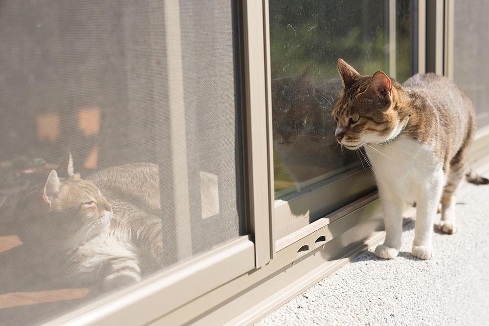outdoor cat versus an indoor cat