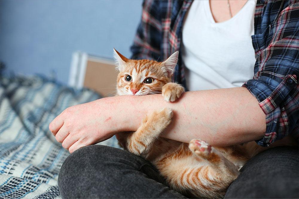 Read more about the article Why Does My Cat Keep Scratching and Biting Me?