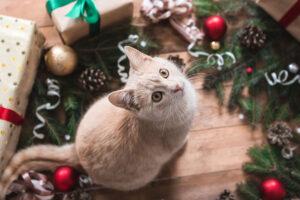 Keeping Your Cat Safe Around Christmas Trees and Thanksgiving Foods