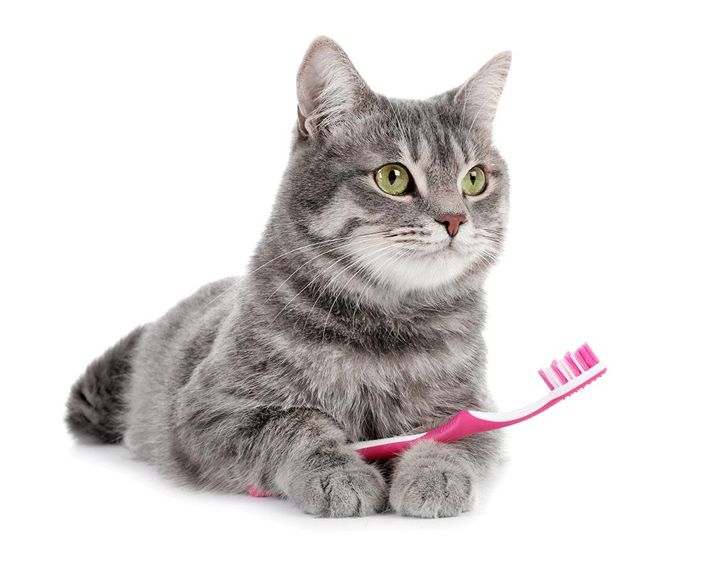 Dental Care for Cats - BlogMR3.10