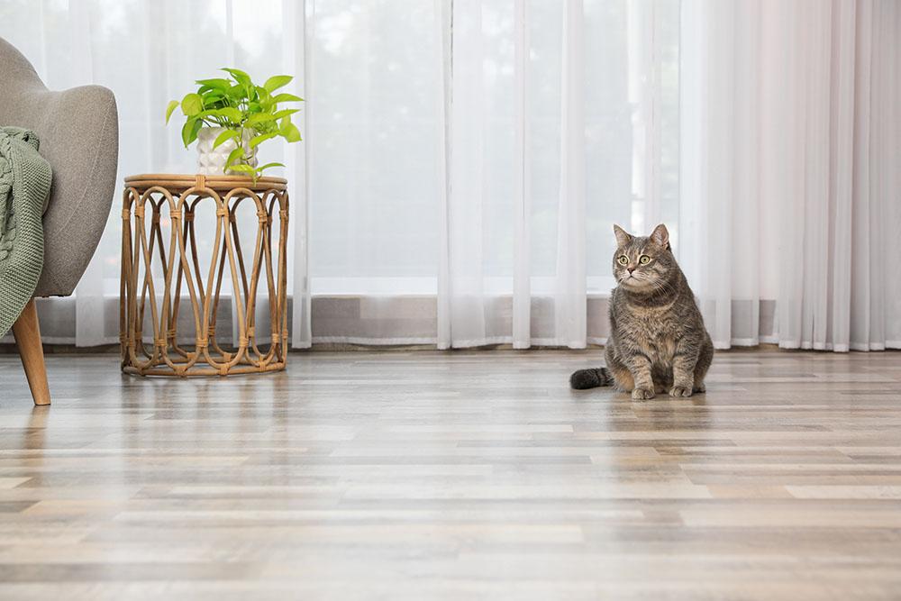 How to Create a Cat Friendly Living Space - BlogMR3.11