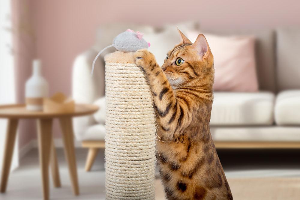 Read more about the article Top 10 Essentials Every Cat Needs