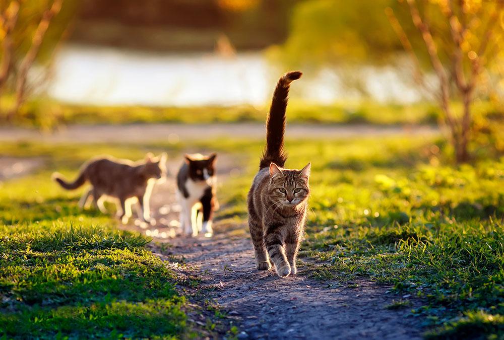 Read more about the article Understanding Your Cat’s Body Language