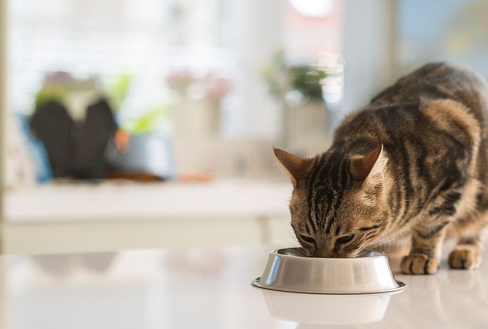 Read more about the article Wet Food Versus Dry Food – Which is Better for Your Cat