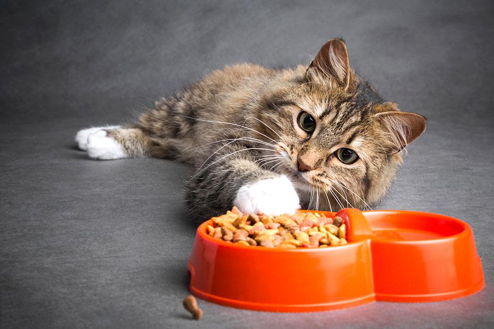 Beginning a New Cat Diet