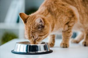 Importance of Proper Hydration for Cats