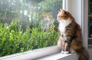 How to Keep Your Indoor Cat Healthy and Active