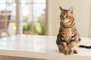 How to Create a Cat-Friendly Living Space