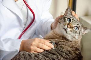 Top Signs Your Cat Might Need a Vet Visit