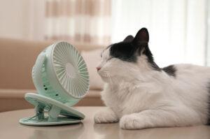 Seasonal Cat Care in Roanoke