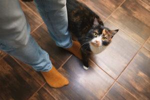 Understanding Cat Behavior