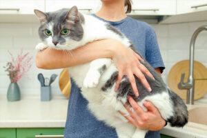 Weight Management for Cats
