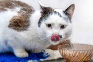 Feeding Your Cat Right